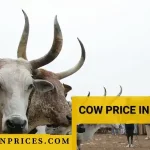 Cow Price in Nigeria