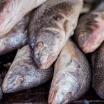 Croaker Fish Price in Nigeria