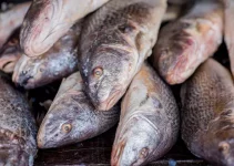 Croaker Fish Price in Nigeria
